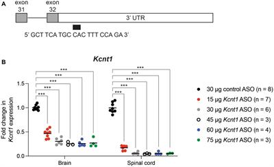 Reduction of Kcnt1 is therapeutic in mouse models of SCN1A and SCN8A epilepsy